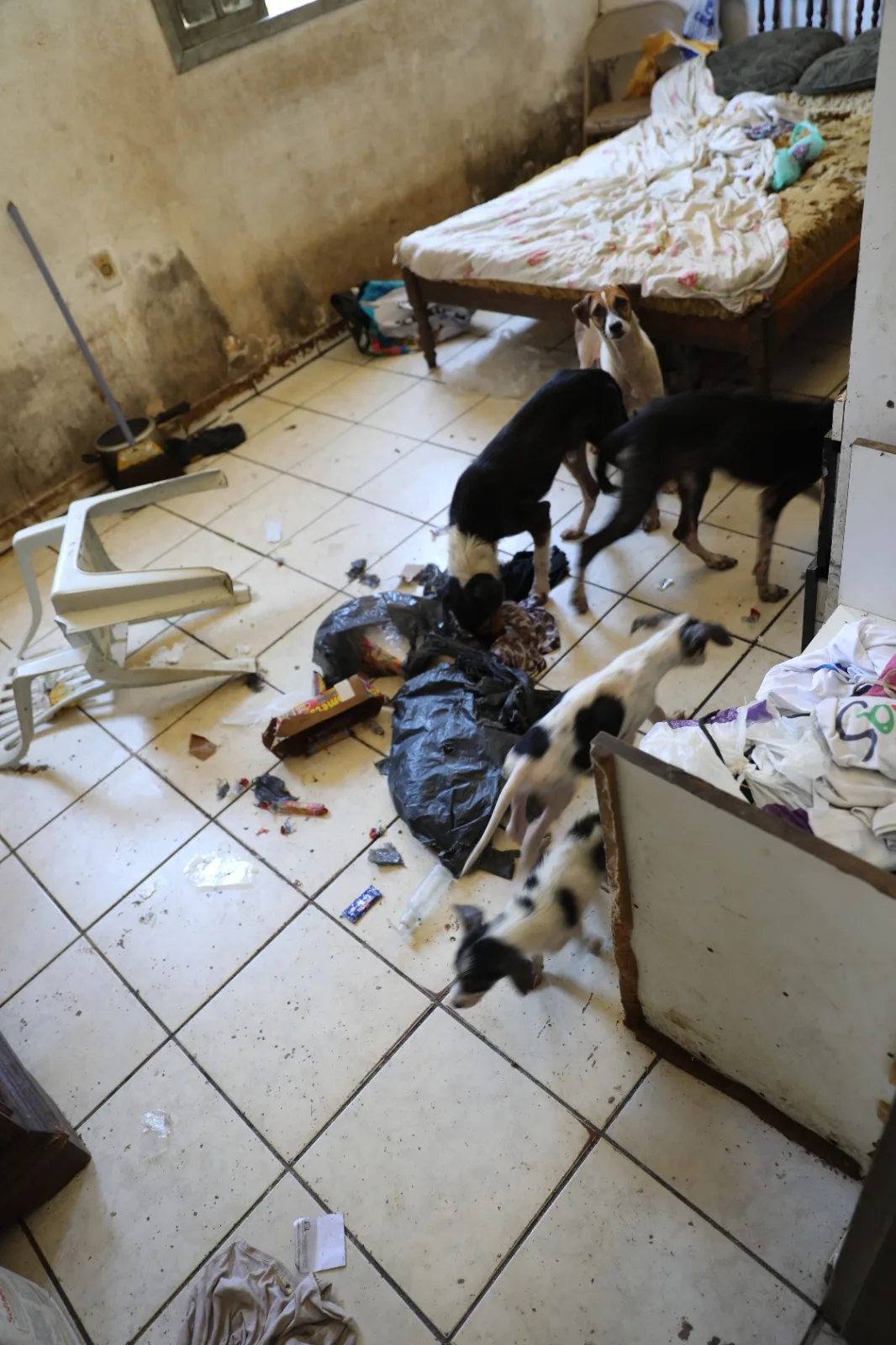 Cachorros vítimas de maus-tratos