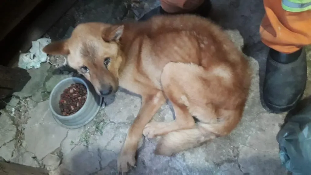 cão animal cachorro maus-tratos a animais