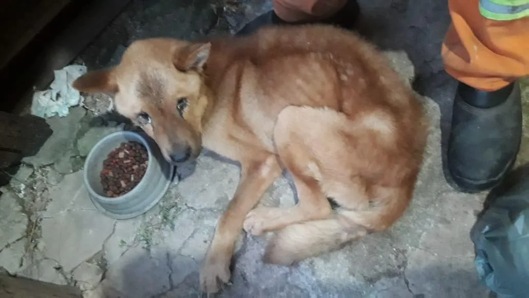 cão animal cachorro maus-tratos a animais