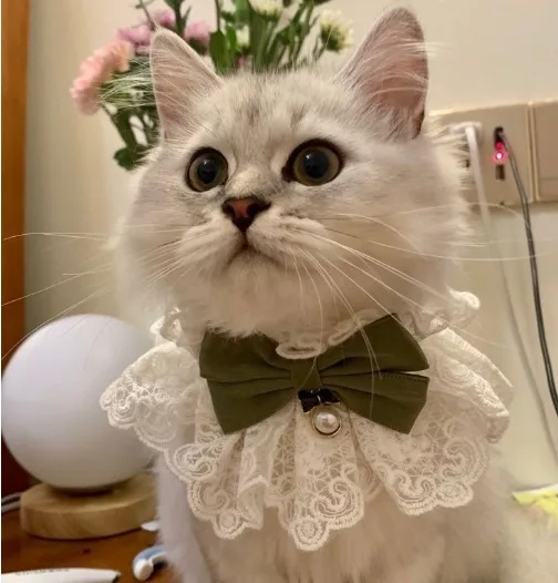 gato ano novo