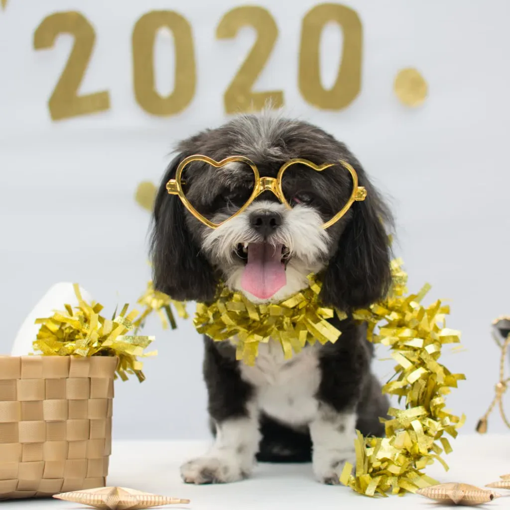 cachorro ano novo