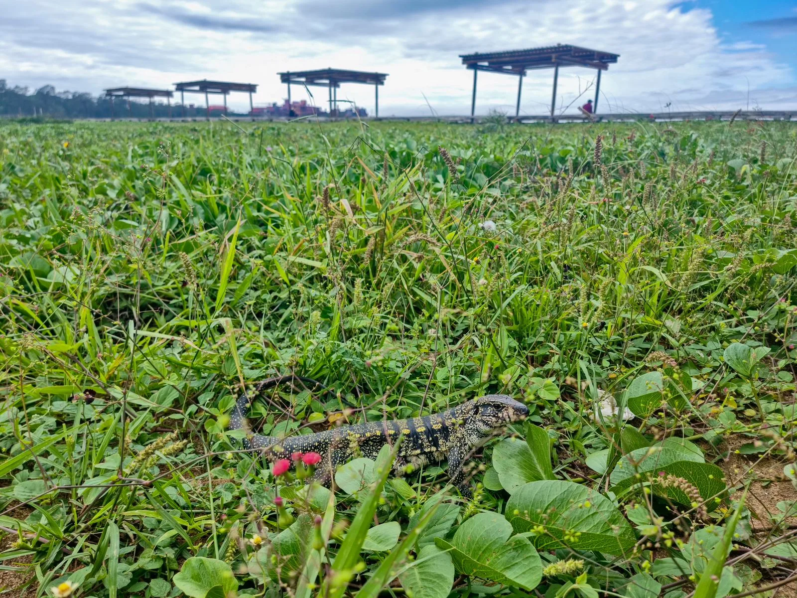 Vitória da Reestinga