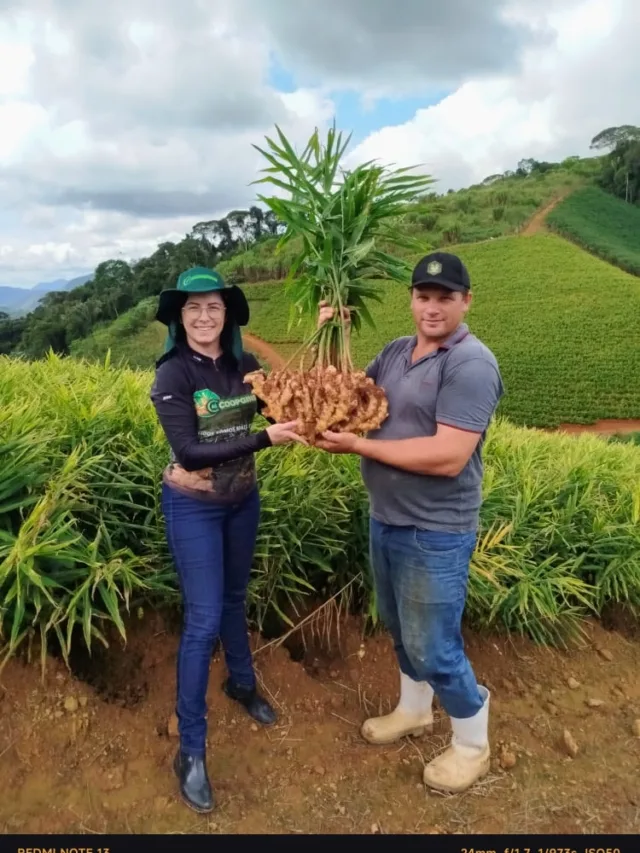 Espírito Santo inicia colheita do gengibre e reforça liderança nacional na produção