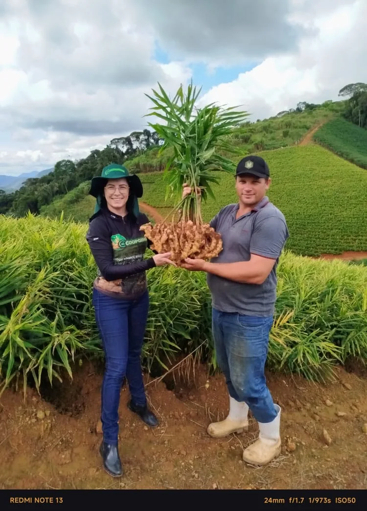 Espírito Santo inicia colheita do gengibre e reforça liderança nacional na produção Espírito Santo inicia colheita do gengibre e reforça liderança nacional na produção