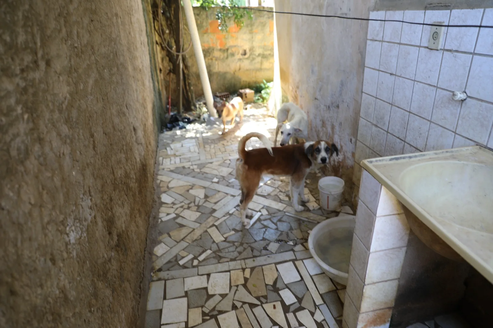 Cachorros vítimas de maus-tratos