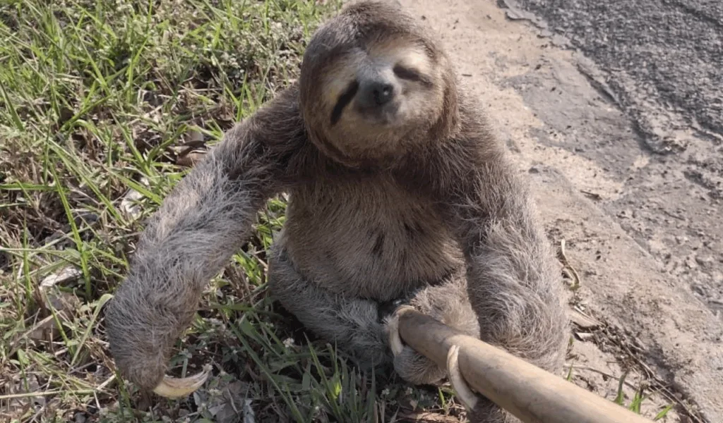 Bicho preguiça
