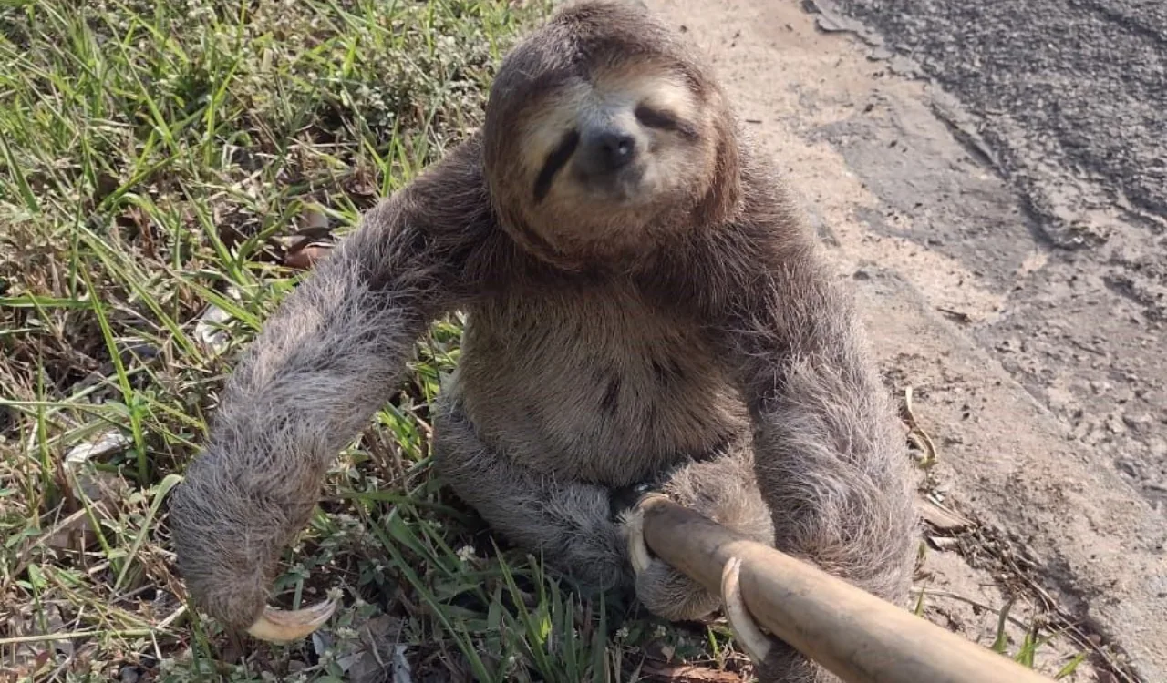 Bicho preguiça