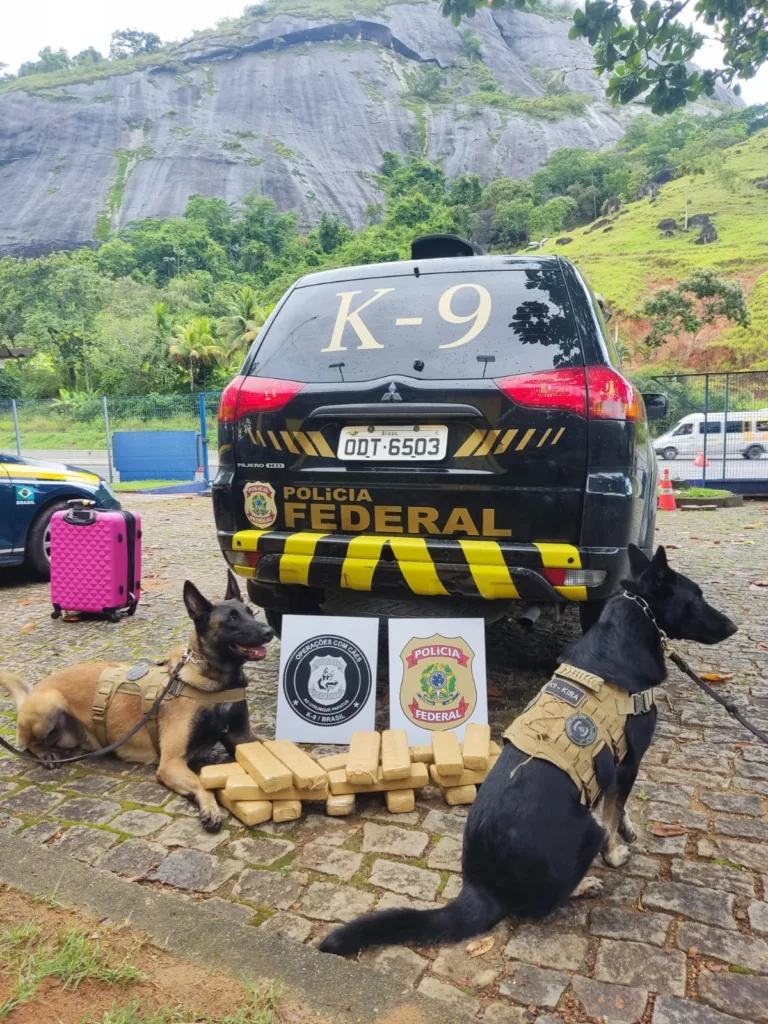 Apreensão maconha cães