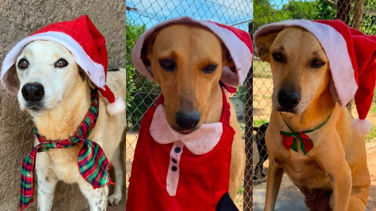 Campanha de Natal Animais Carentes