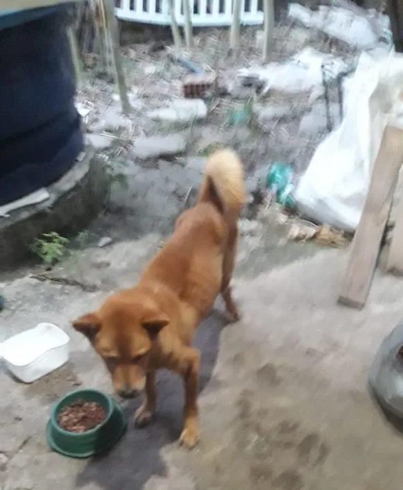 cão animal cachorro maus-tratos a animais
