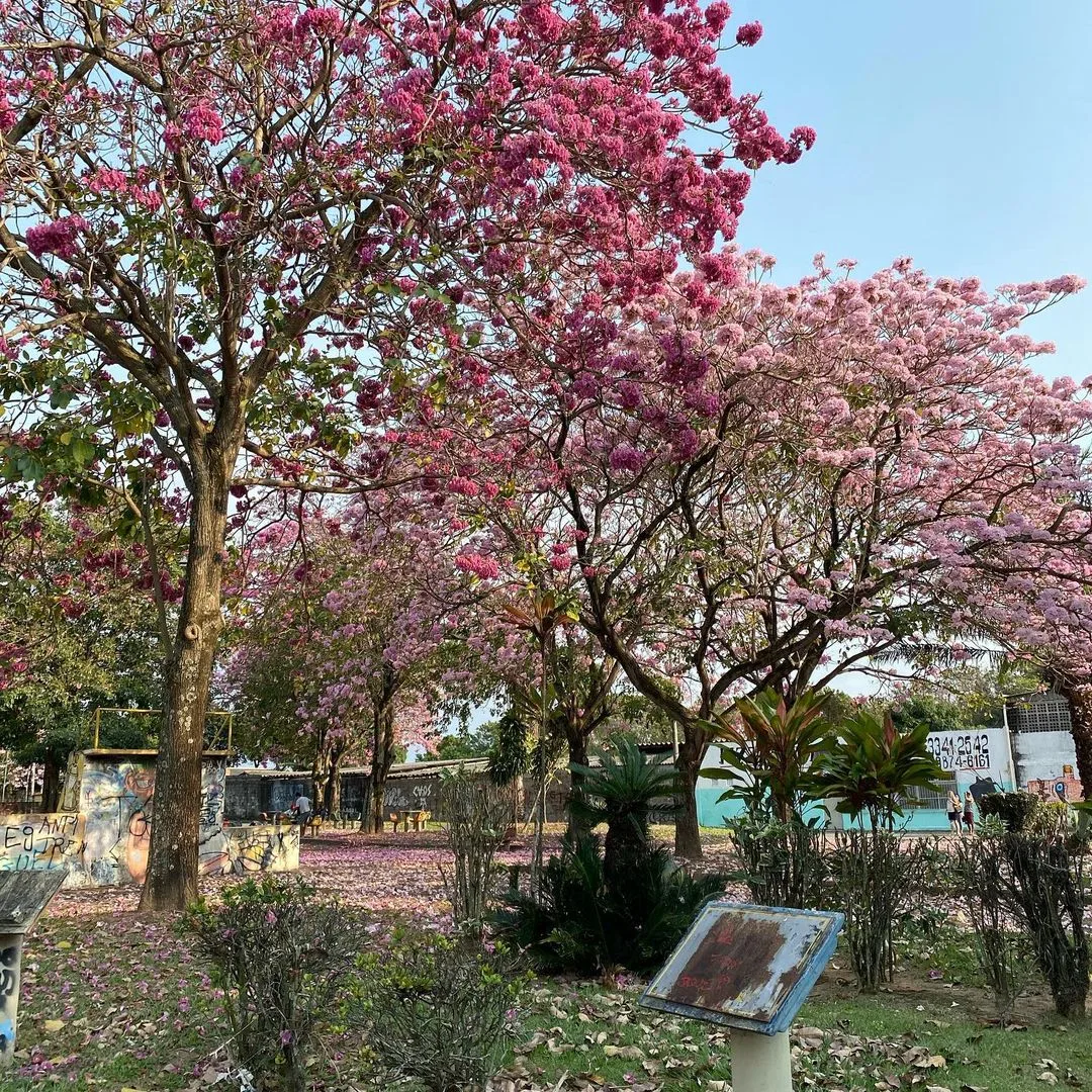 Ipês em Barcelona