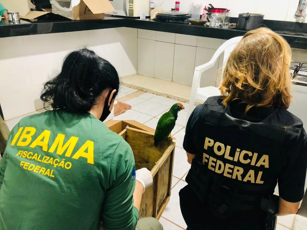 Operação Aveas Corpus