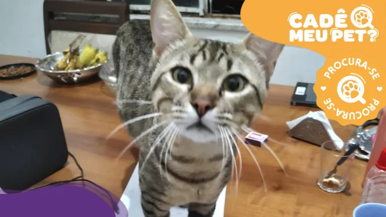 Artie, gato desaparecido desde 2023. (Foto: arquivo pessoal)