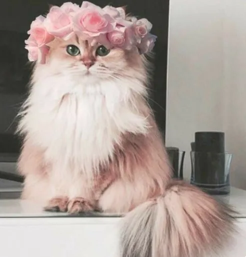 gato ano novo