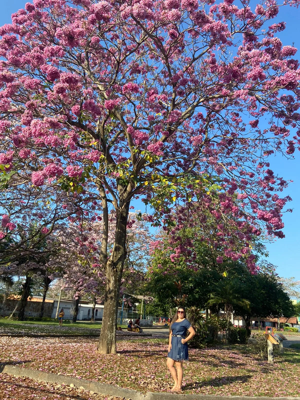 Ipês em Barcelona