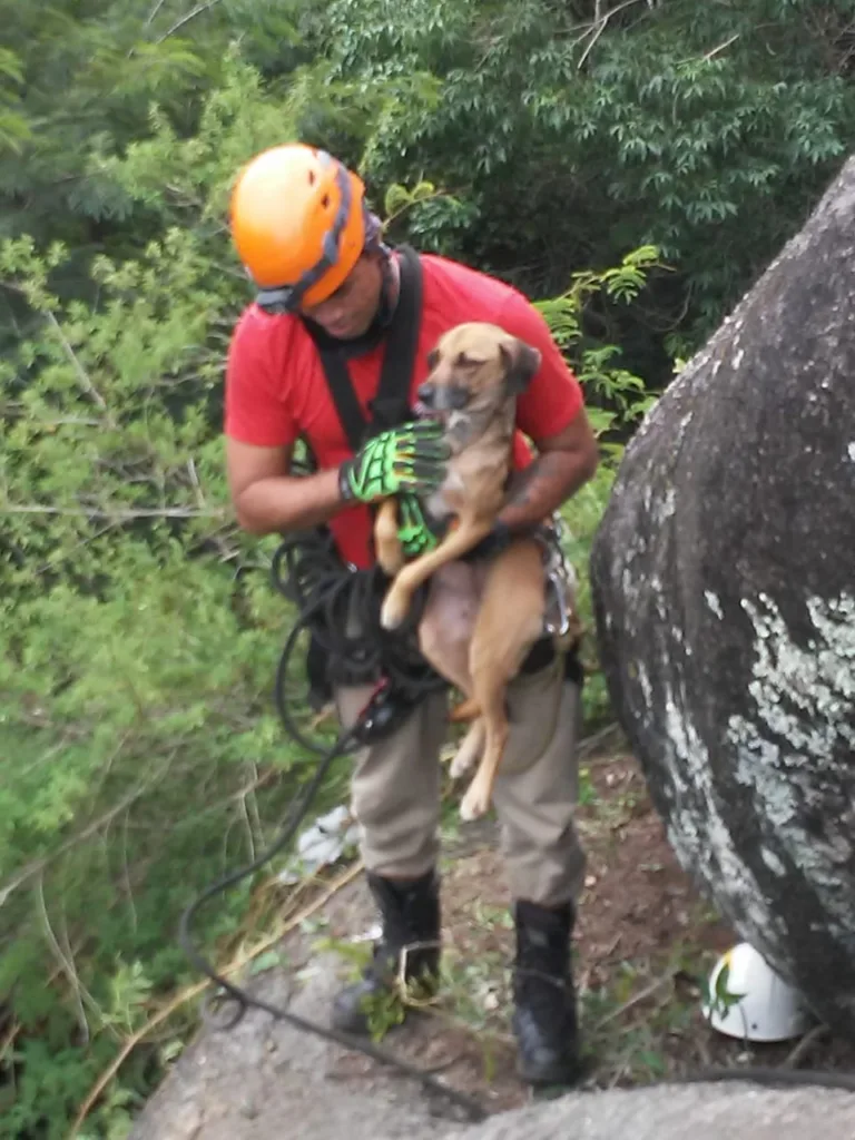 cachorro pedra