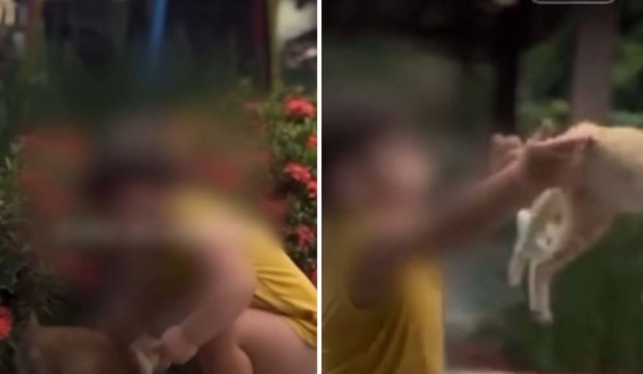 Bebê é incentivado pela mãe a arremessar gato para o alto no ES
