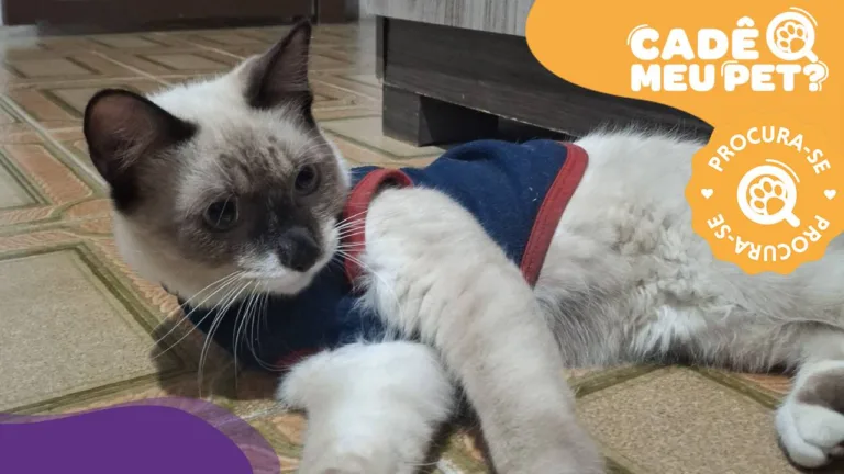 Nico, gato desaparecido. (Foto: arquivo pessoal)