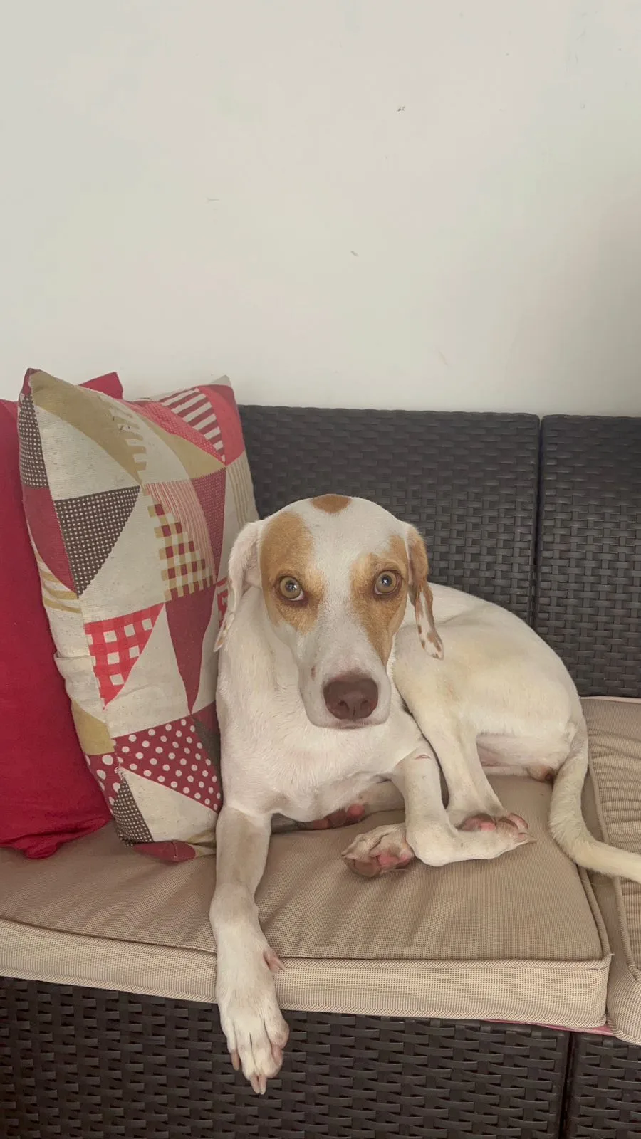 Nala