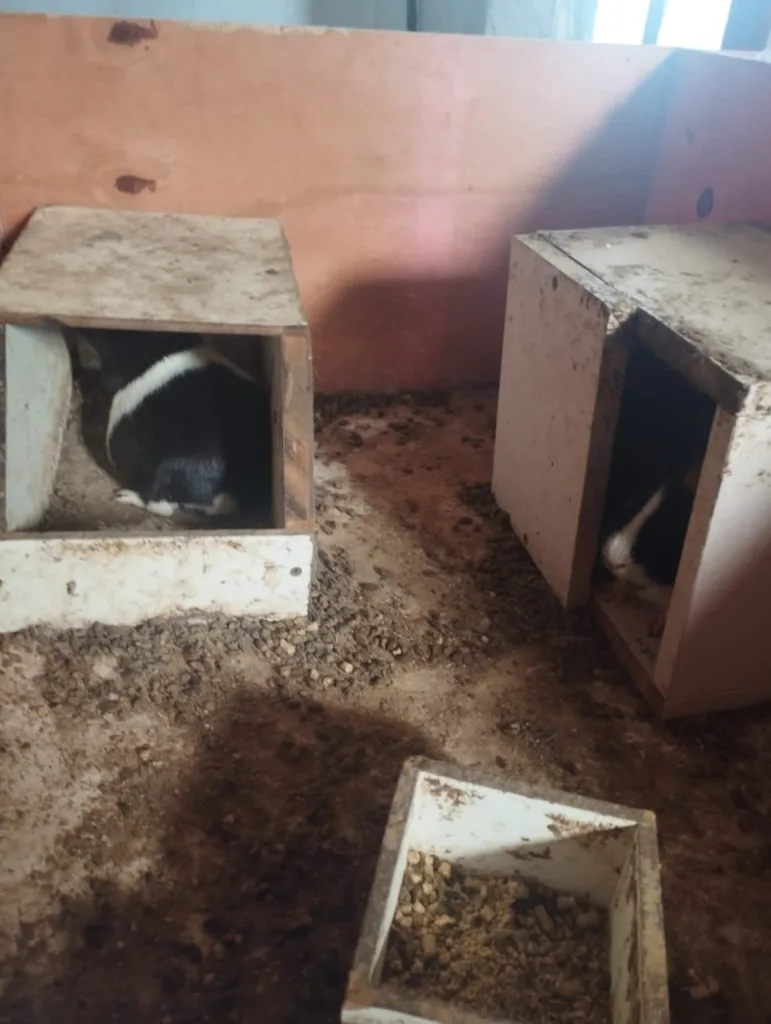 Cachorro pendurado morto faz fiscais em Itapemirim acharem 70 animais sofrendo maus-tratos