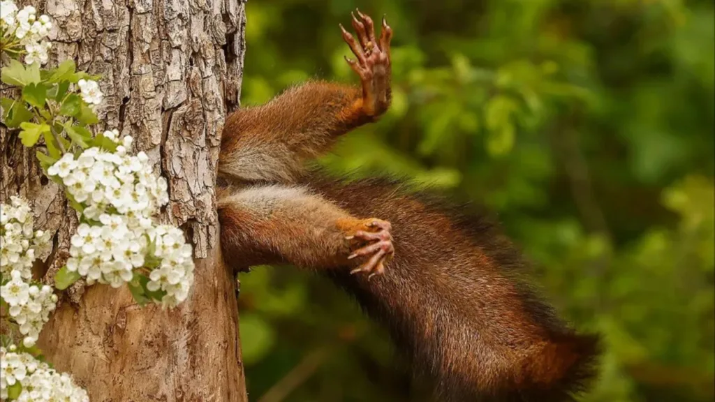 Nikon Comedy Wildlife Award