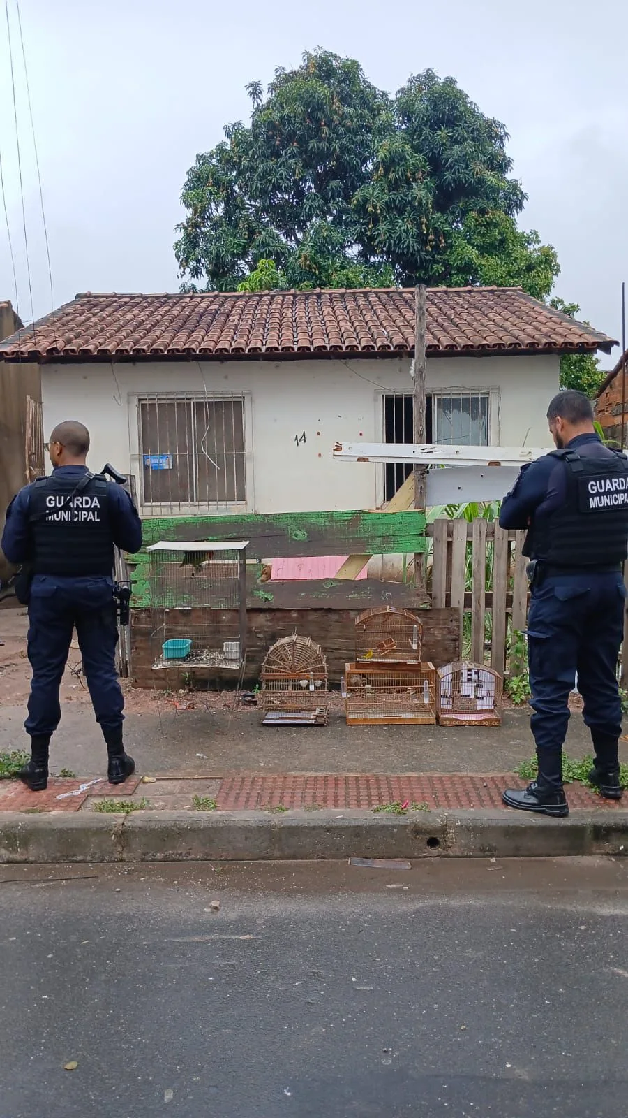 Animais Maus-Tratos Vila Velha Jabaete