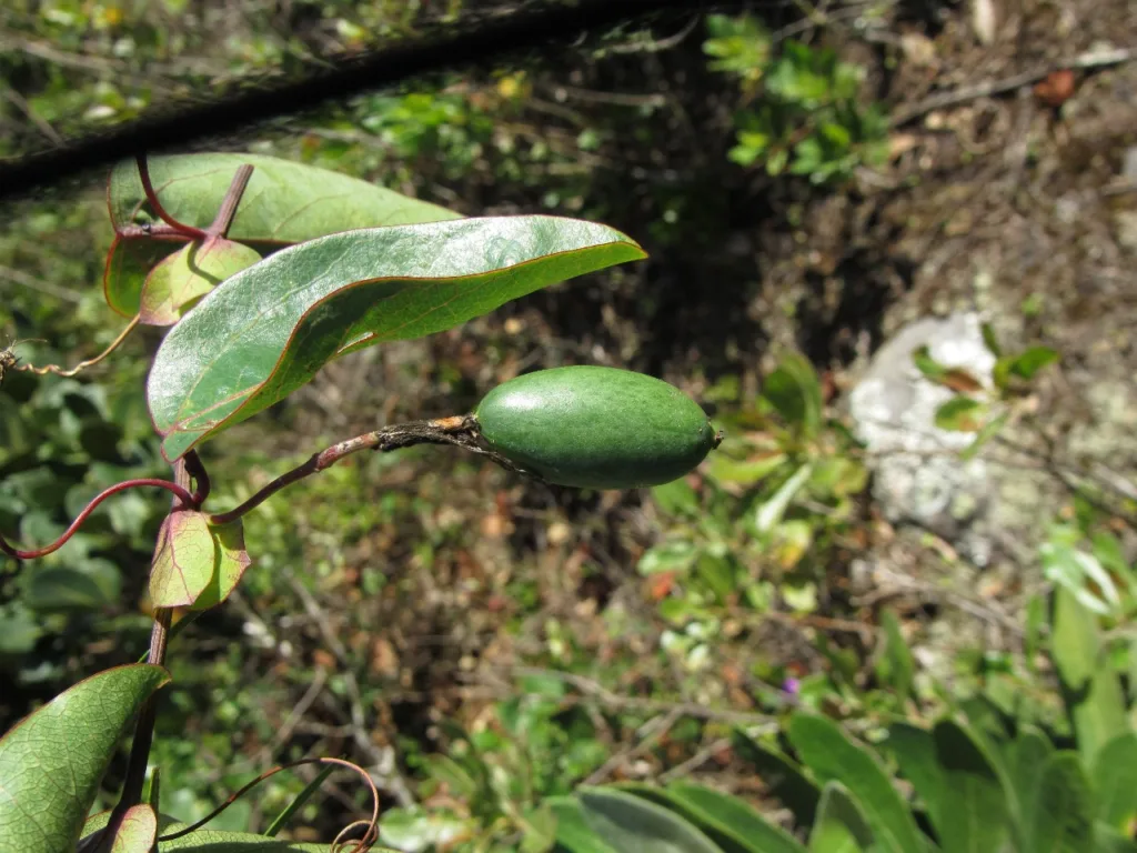 Maracujá das Pedras