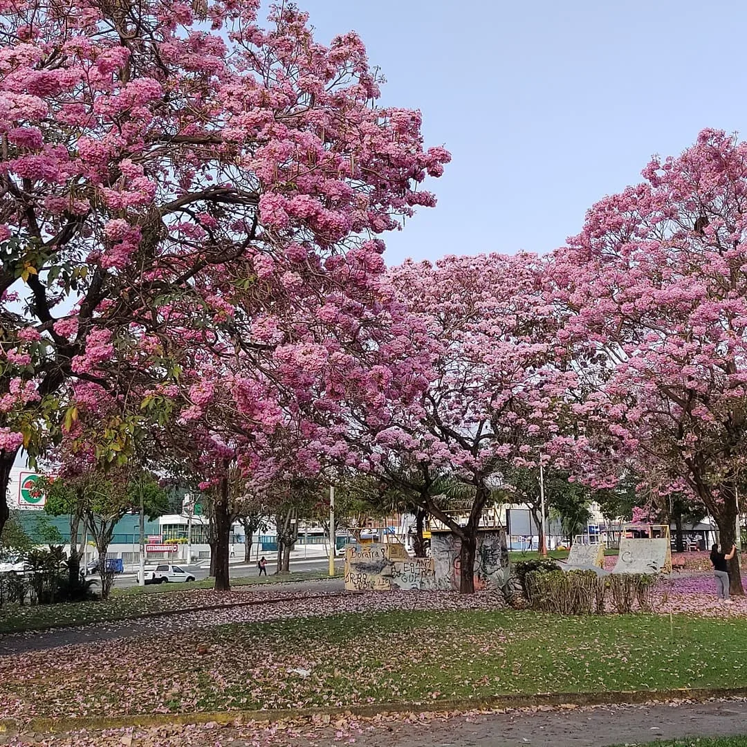 Ipês em Barcelona