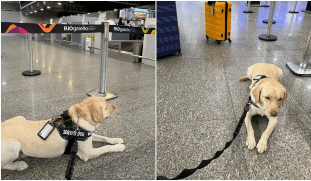 Voo cancelado por não transportar cachorro