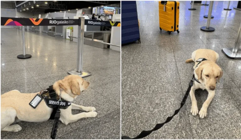 Voo cancelado por não transportar cachorro