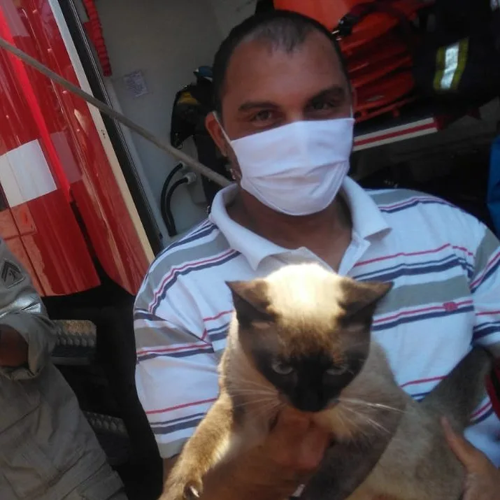 Gato resgate arvore