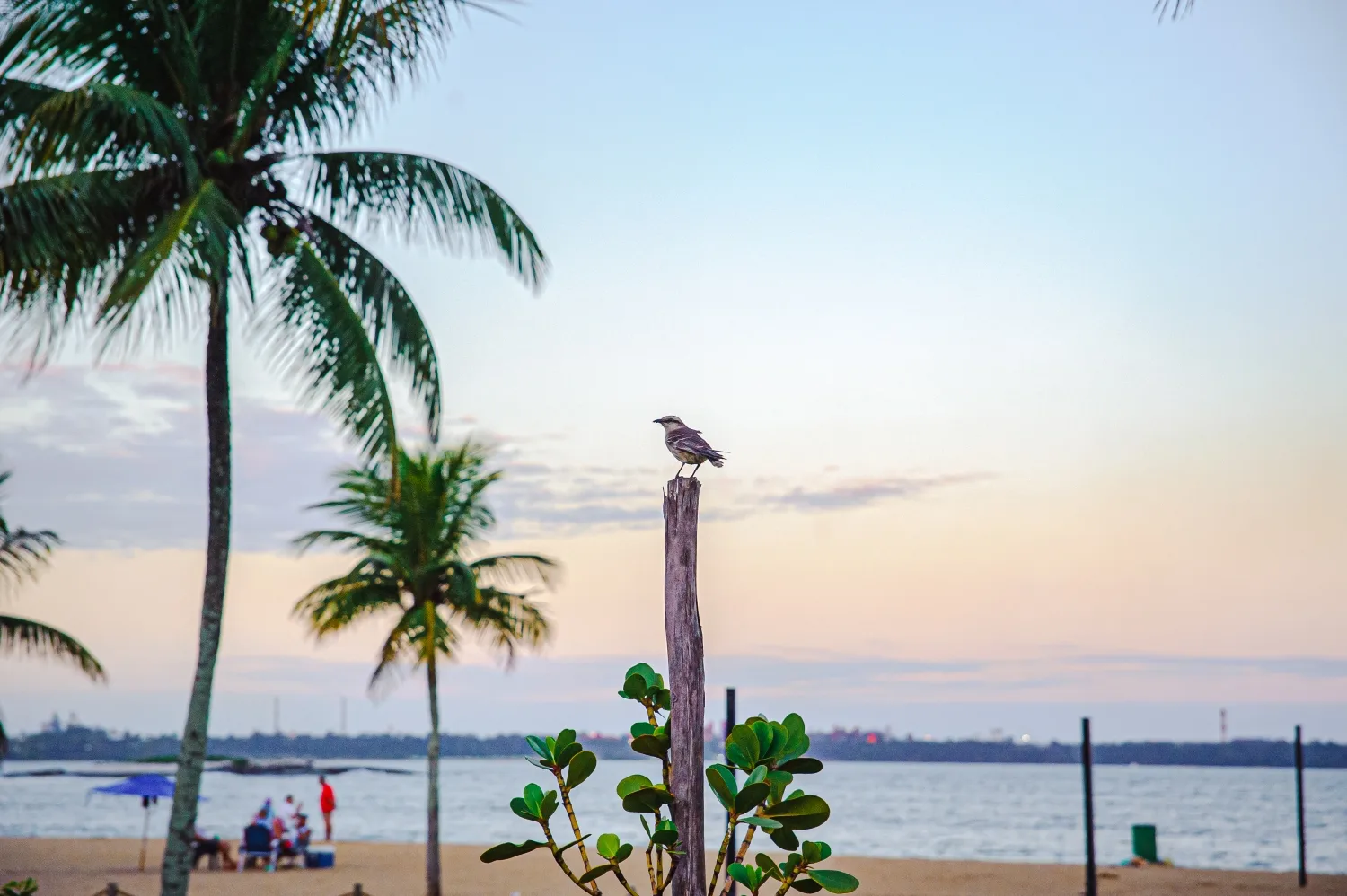 Praia de Camburi ao Entardecer_Foto Leonardo Silveira (1).jpg