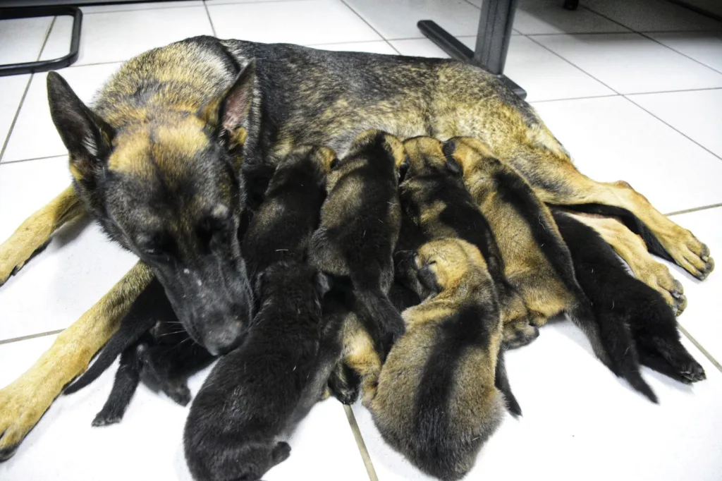 Filhotes de cães policial