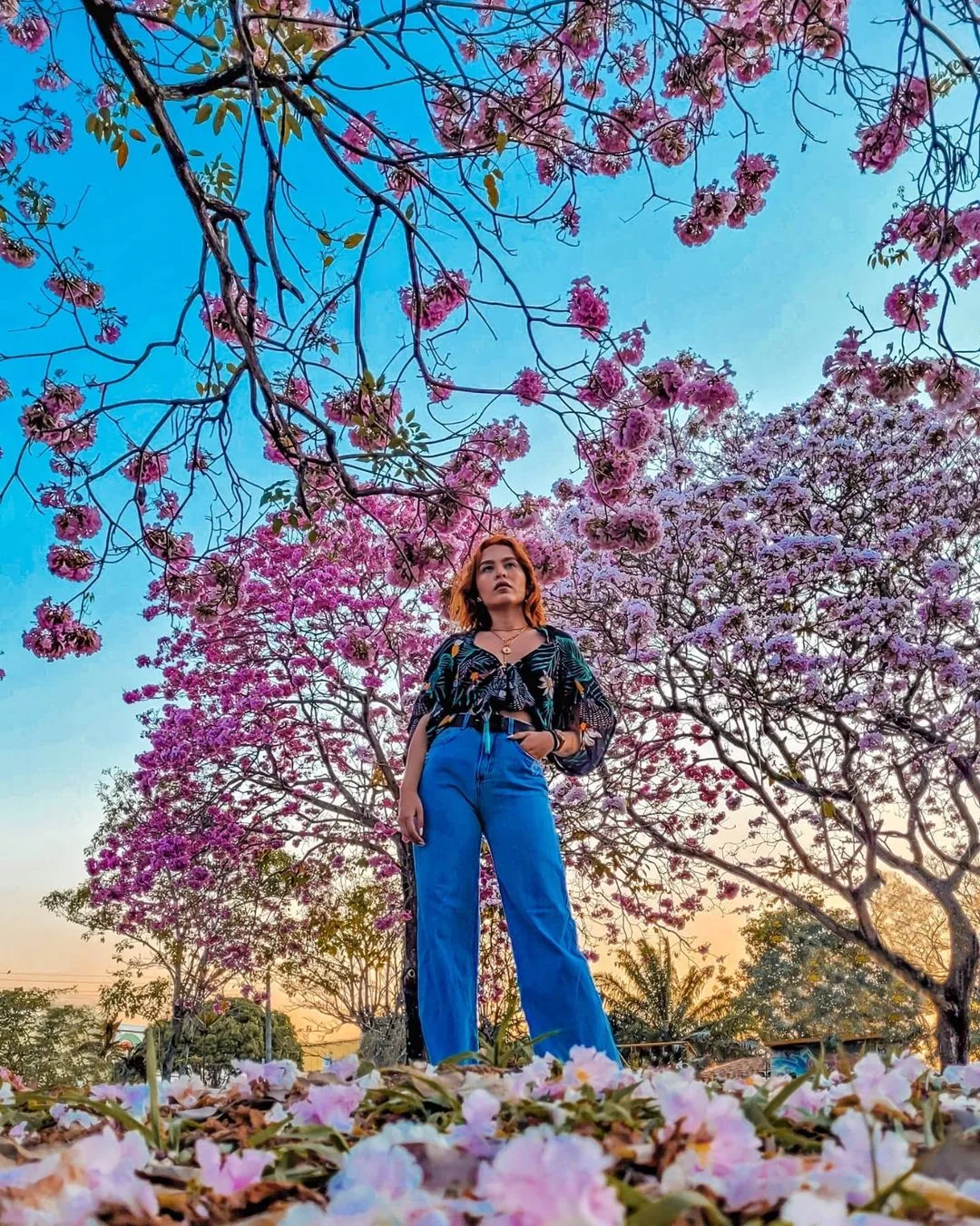 Ipês em Barcelona