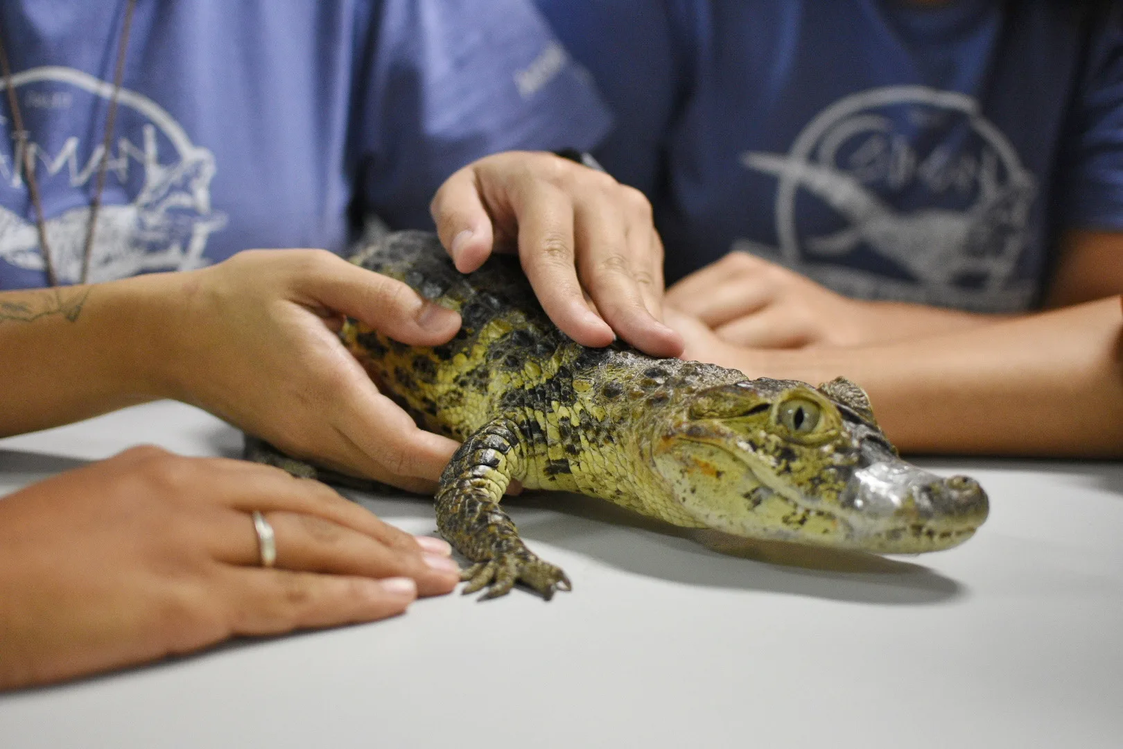 Projeto Caiman - Apae Serra