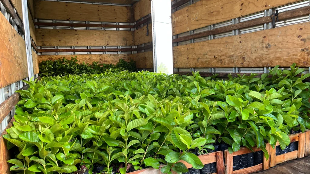Mudas para plantação de goiaba