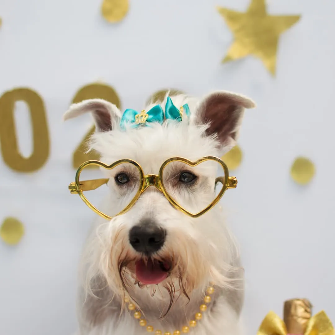 cachorro ano novo