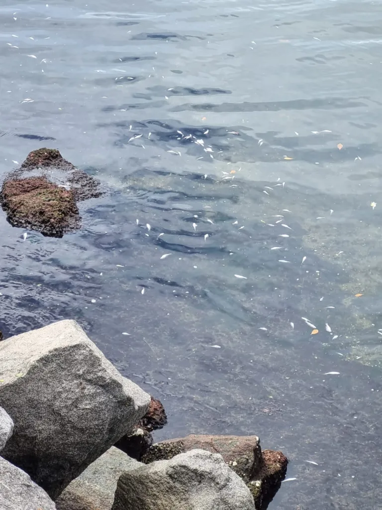 Peixes mortos próximos ao píer de Iemanjá