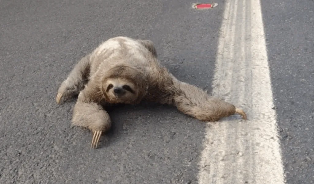 Bicho preguiça