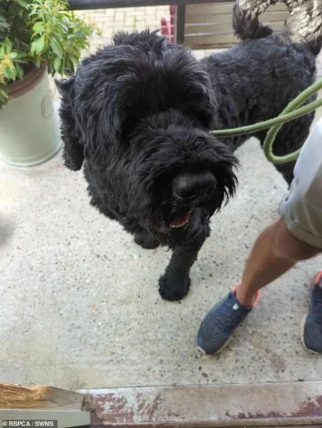 barney