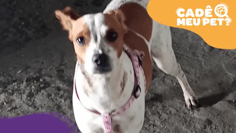 Cachorra encontrada em Alto Lage. (Foto: arquivo pessoal)