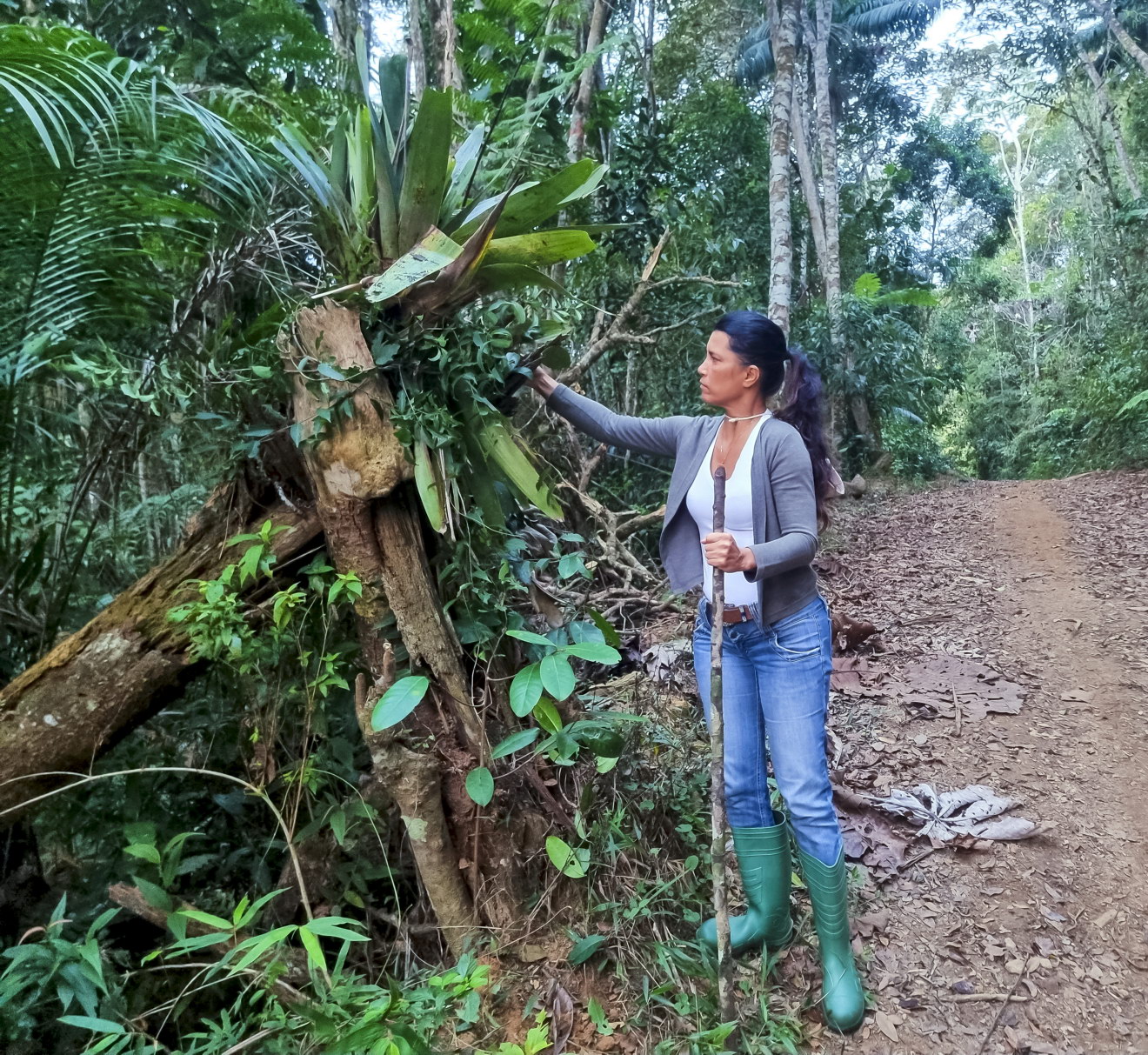 Fabiana Ruas observa bromélia em trilha na floresta enquanto compartilha conhecimentos sobre a palmeira-juçara