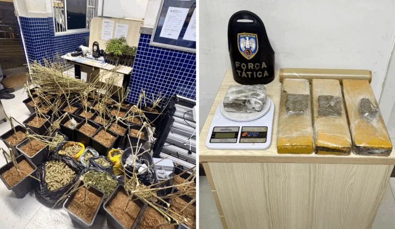 Estufa de maconha apreendida em Vila Velha