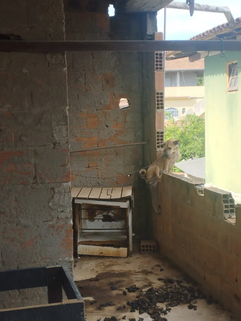 Cachorro pendurado morto faz fiscais em Itapemirim acharem 70 animais sofrendo maus-tratos