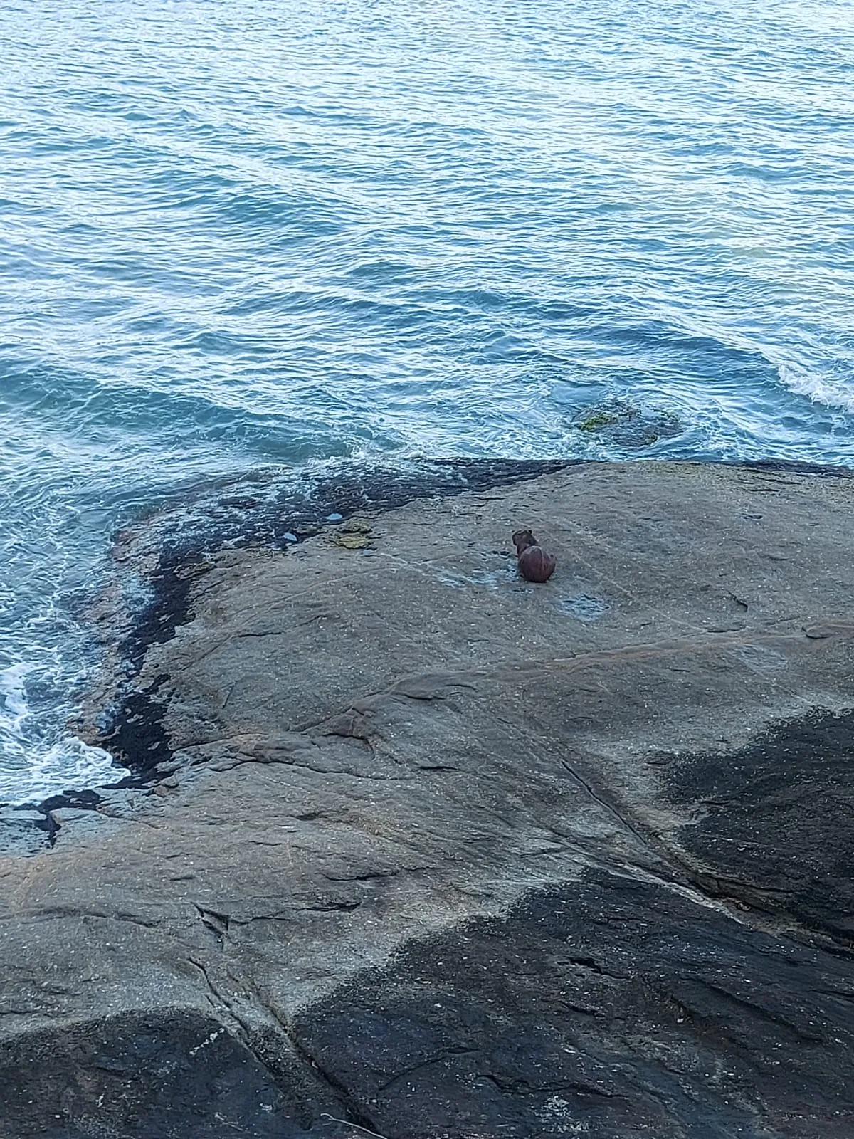 capivara na praia