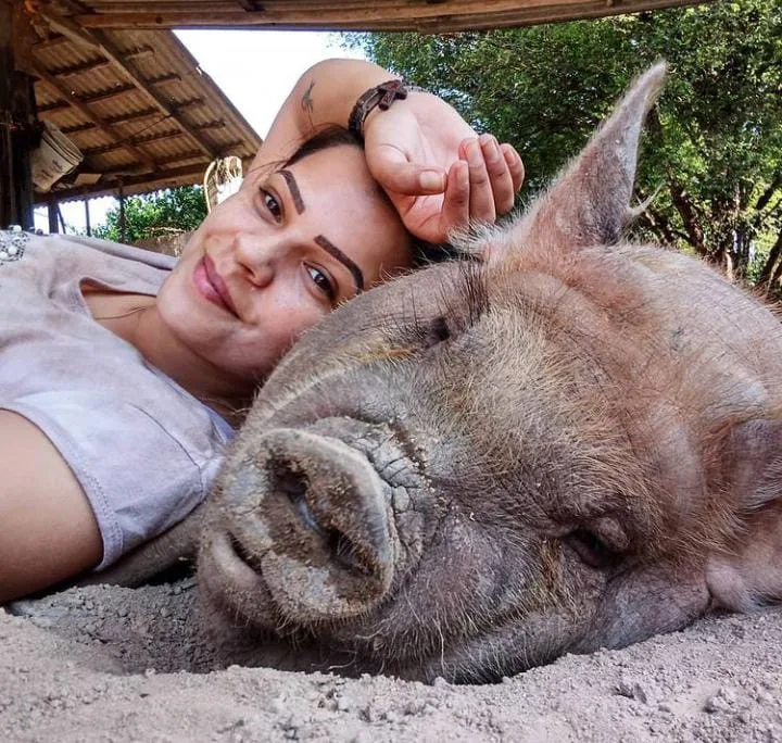 Porca gigante