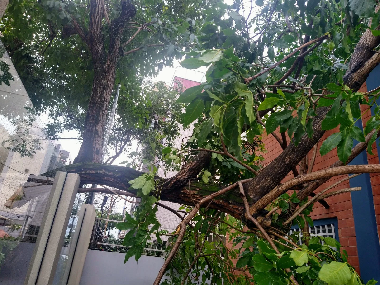queda de árvore JC
