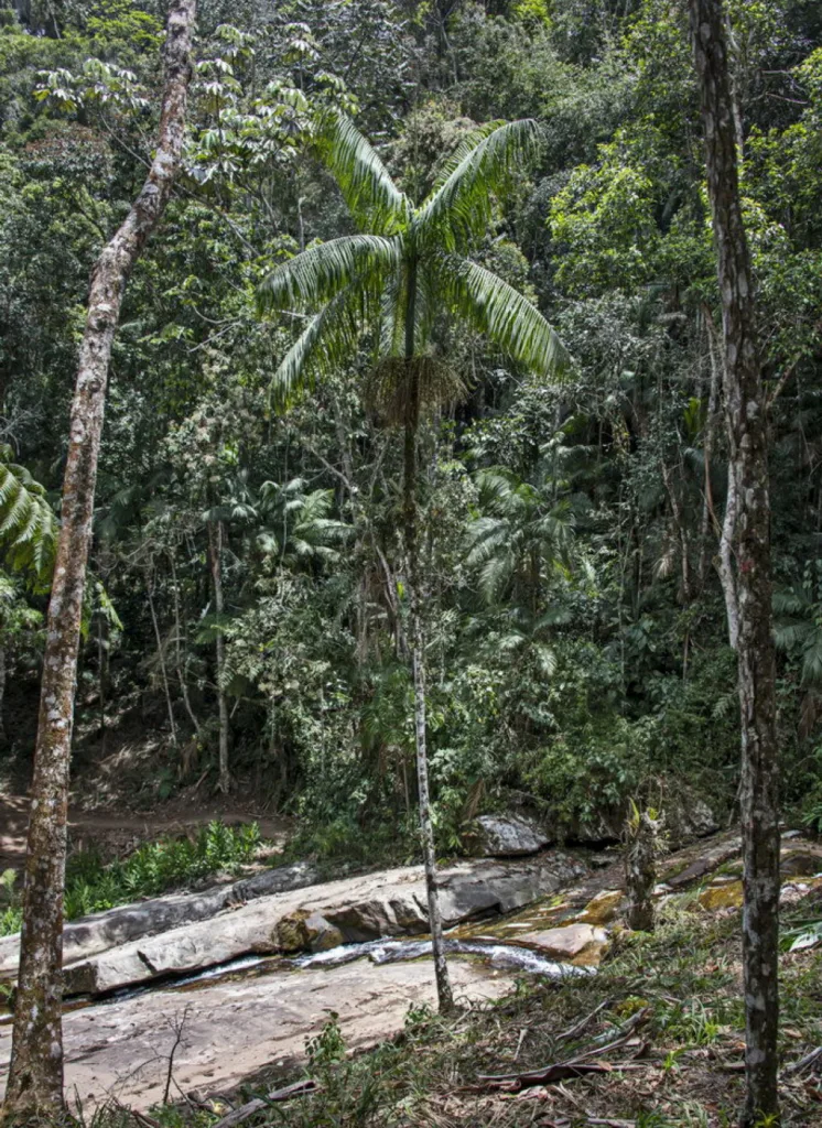 Muda e árvore desenvolvida de palmeira-juçara Comparação entre uma muda jovem de palmeira-juçara e uma árvore já desenvolvida na trilha da Reserva Águia Branca