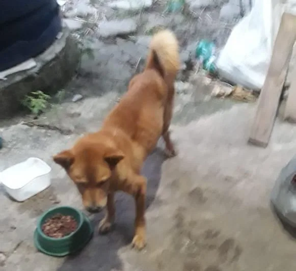 cão animal cachorro maus-tratos a animais