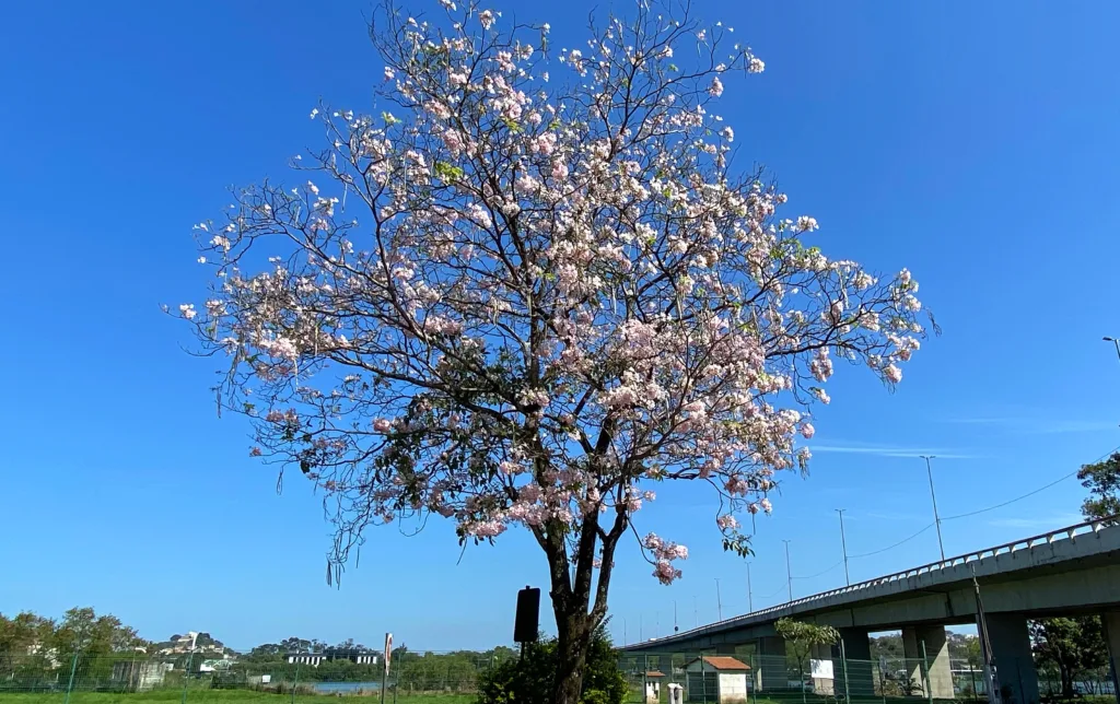 As Cores do inverno nas Paisagens da Grande Vitória: Um Espetáculo Natural
